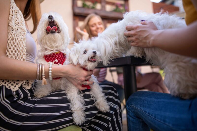 Pet-Friendly Palm Springs